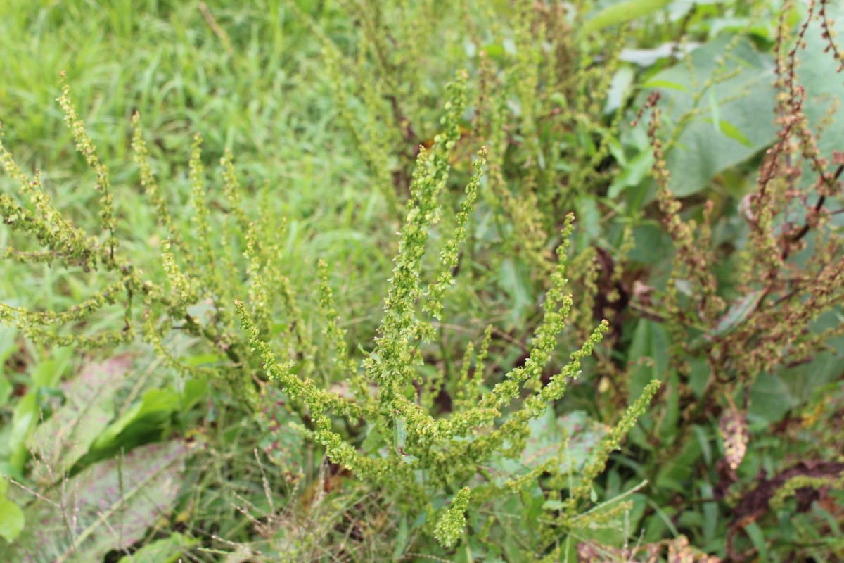 Rumex obtusifolius L.